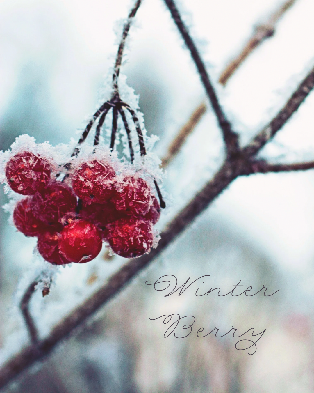 WINTER BERRY - MERINO SMOOTH SOCK 120G SOCK SET