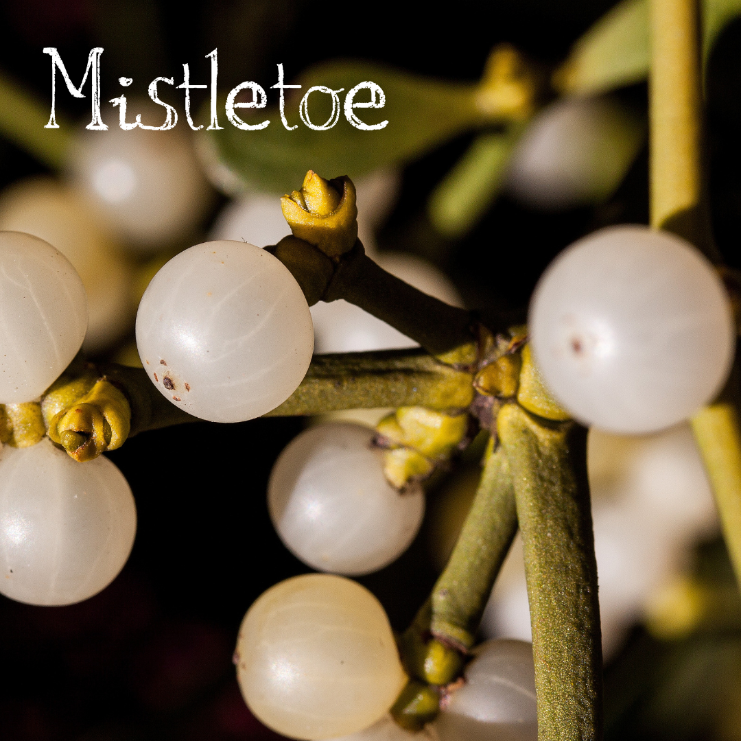 Stock photo close up of mistletoe berries with the word Mistletoe in white text.