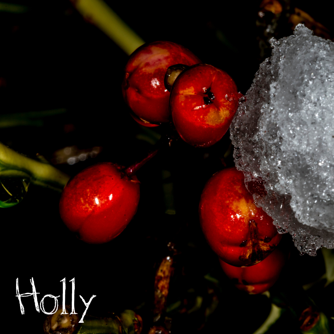 Stock photo image of some holly berries with the word Holly in white text.
