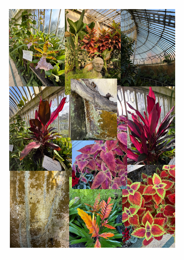 Mixed images of plants inside in Palm House in Botanic Gardens Belfast 